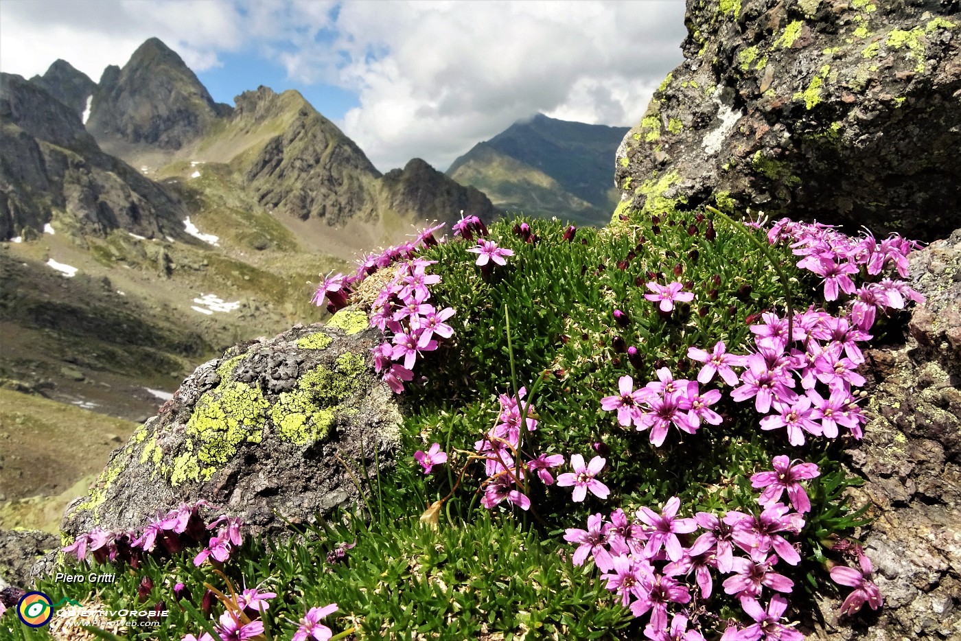 55 Silene a cuscinetto (Silene acaulis).JPG